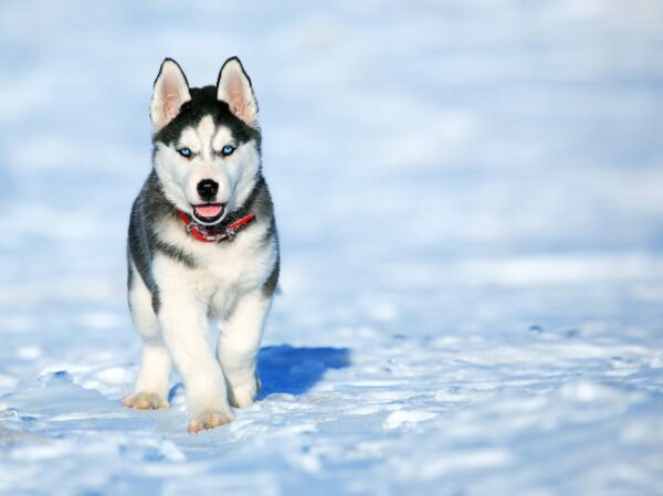 3 Wintertasic Dogs Breeds