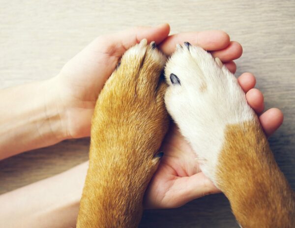 4 Healthy Ways to Maintain Your Dogs Paws