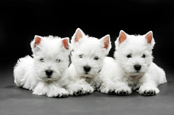 Presidential Puppies: Our Top 7 White House Dogs