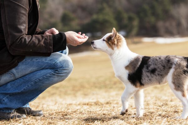 Thanksgiving Hazards for Your Puppy