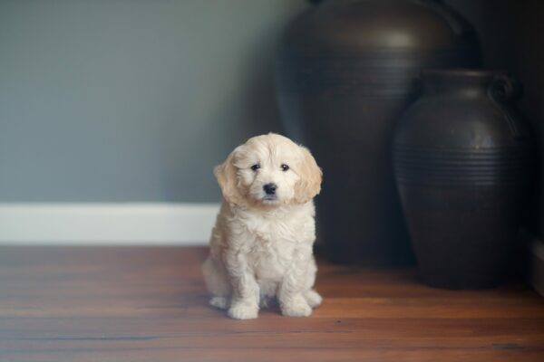 Best Dog Breeds For A Bachelor