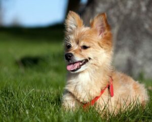 cutest mixed dog breeds