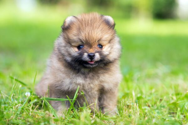 Top 3 Breeds for Elderly Dog Lovers