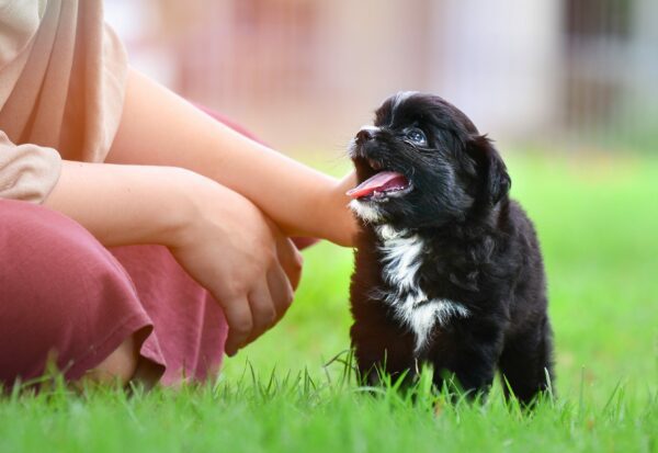 Petland Speaks: The Benefits of Small Dog Breeds
