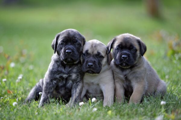 FAQs for Short-Haired Dogs