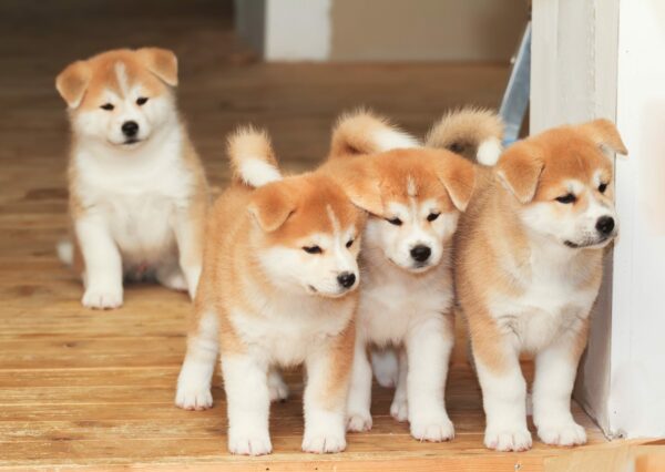 Dog Communication: How to Read Your Pup’s Body Language