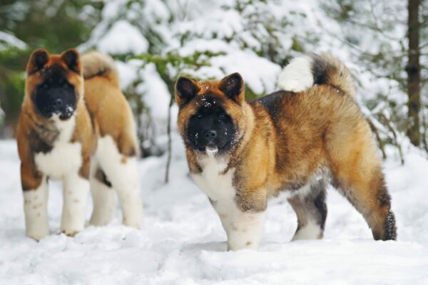 Doggy Triggers: 5 Things Humans do Stress Dogs Out