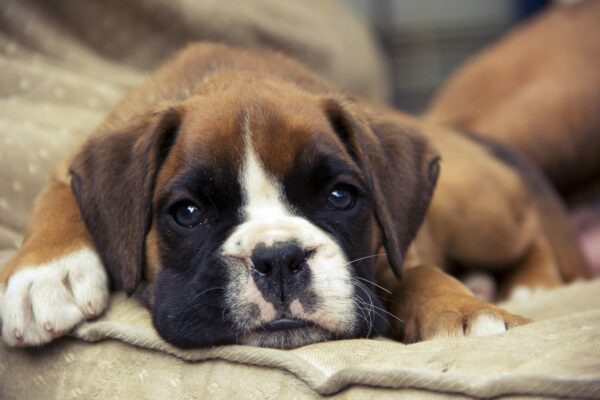 Boxers Are Such Beauties