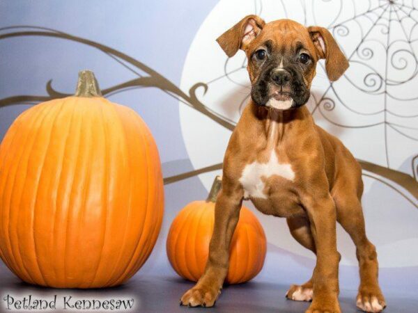 Boxer DOG BOXERBOXER07JPG Petland Kennesaw, Georgia