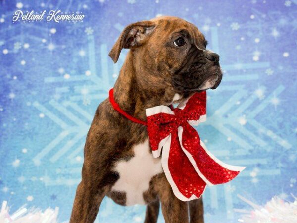 Boxer-DOG---BOXERBOXER10JPG-Petland Kennesaw, Georgia