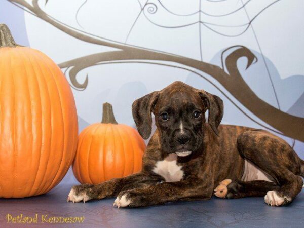 Boxer-DOG---BOXERBOXER14JPG-Petland Kennesaw, Georgia