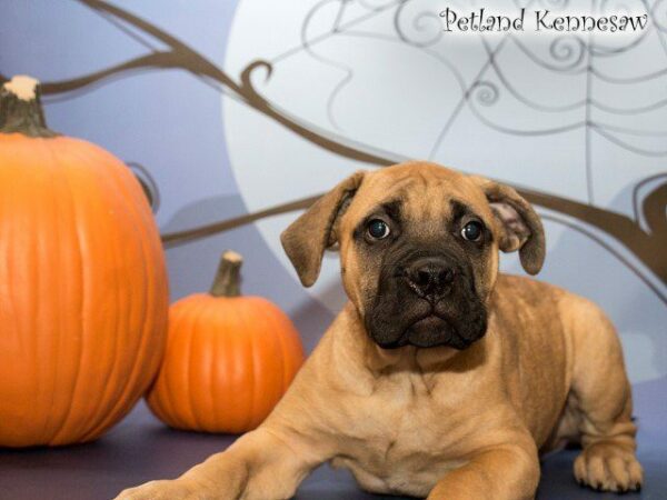 Bullmastiff-DOG---BULLMASTIFFBULLMASTIFF06JPG-Petland Kennesaw, Georgia