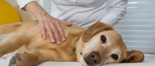 5 Benefits of Canine Massage