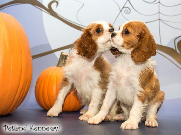 Cavalier King Charles Spaniel DOG CAVALIERKINGCHARLESSPANIELCAVALIER08JPG Petland Kennesaw, Georgia