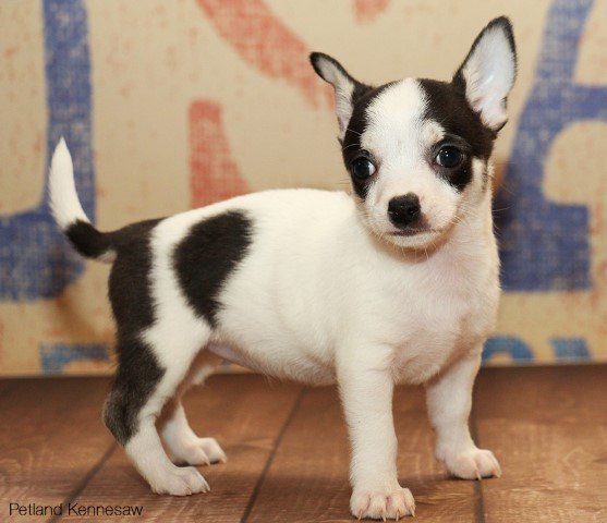 Chihuahua DOG CHIHUAHUACHIHUAHUA02JPG Petland Kennesaw, Georgia