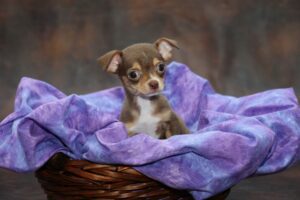 chihuahua puppies for sale