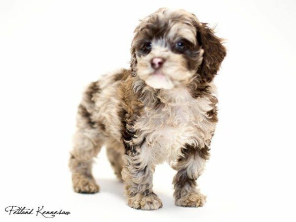 Cockapoo-DOG---COCKAPOOCOCKAPOO02JPG-Petland Kennesaw, Georgia