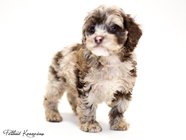 Cockapoo Petco Cockapoo Puppies | Petland Kennesaw, Georgia