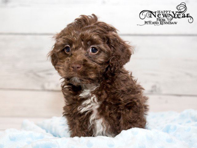 Cockapoo Puppies | Petland Kennesaw, Georgia