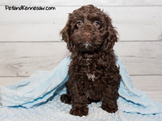 Cockapoo Puppies | Petland Kennesaw, Georgia