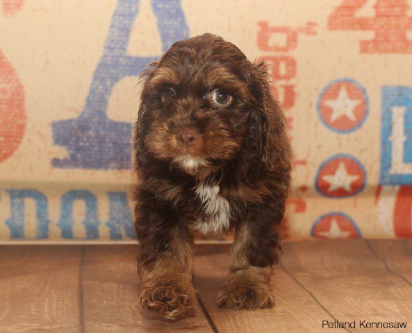 Cocker Spaniel DOG COCKERSPANIELCOCKER02JPG Petland Kennesaw, Georgia