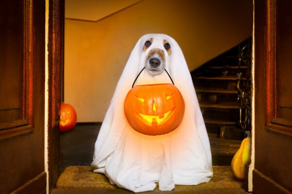 5 Fun DIY Pet Projects for Fall