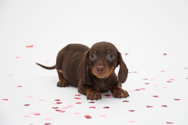 The Dachshund: Remarkable Facts about this Fierce Breed