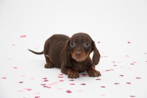 dachshund puppies for sale