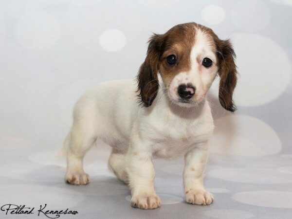 Dachshund-DOG---DACHSHUNDDACHSHUND21JPG-Petland Kennesaw, Georgia