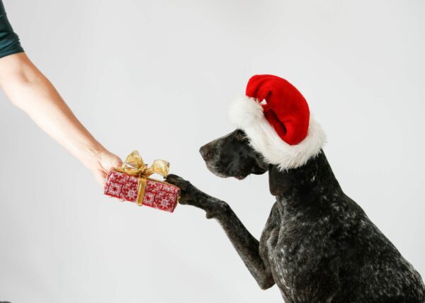 Operation Santa Paws & How You can Help