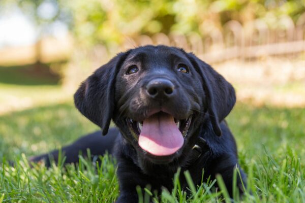 Earth Day – Tips On Being Environmentally Friendly Pet Parents