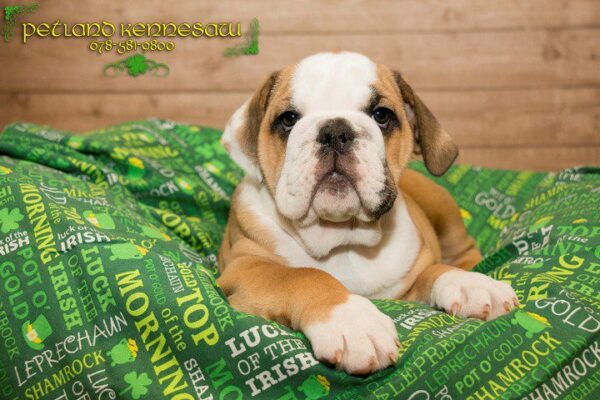 English Bulldog-DOG---ENGLISHBULLDOGENGLISHBULLDOG07JPG-Petland Kennesaw, Georgia