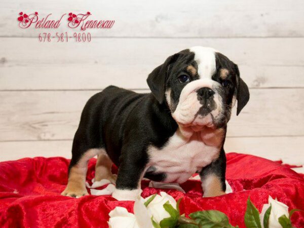 English Bulldog-DOG---ENGLISHBULLDOGENGLISHBULLDOG11JPG-Petland Kennesaw, Georgia