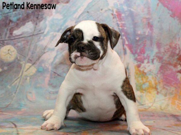 English Bulldog DOG ENGLISHBULLDOGENGLISHBULLDOG40JPG Petland Kennesaw, Georgia