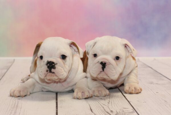 The English Bulldog – Fun Facts About this Snorty Breed!