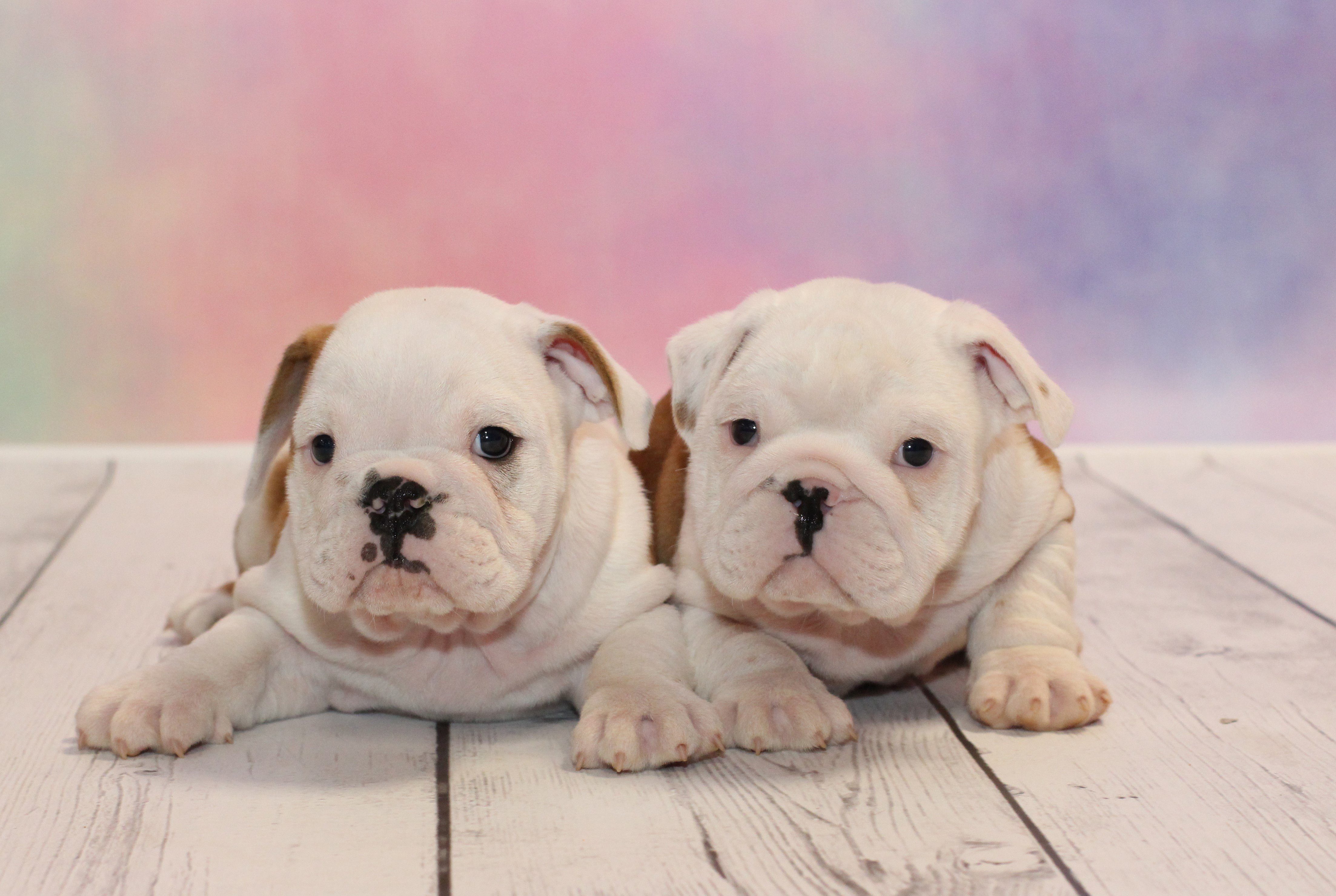 The English Bulldog – Fun Facts About this Snorty Breed!