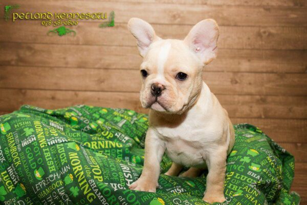 French Bulldog-DOG---FRENCHBULLDOGFRENCHBULLDOG04JPG-Petland Kennesaw, Georgia