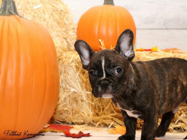 French Bulldog-DOG---FRENCHBULLDOGFRENCHBULLDOG20JPG-Petland Kennesaw, Georgia