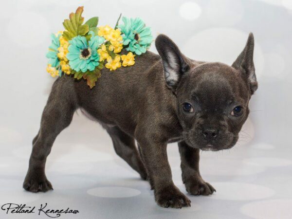 French Bulldog DOG FRENCHBULLDOGFRENCHBULLDOG50JPG Petland Kennesaw, Georgia