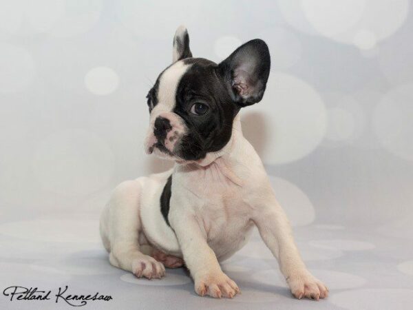 French Bulldog-DOG---FRENCHBULLDOGFRENCHBULLDOG55JPG-Petland Kennesaw, Georgia