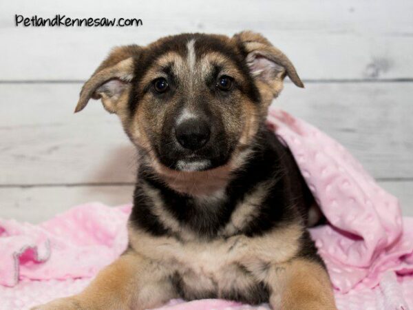 German Shepherd-DOG---GERMANSHEPHERDGERMANSHEPHERD13JPG-Petland Kennesaw, Georgia