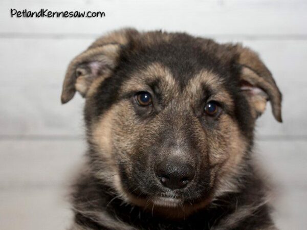 German Shepherd DOG GERMANSHEPHERDGERMANSHEPHERD14JPG Petland Kennesaw, Georgia