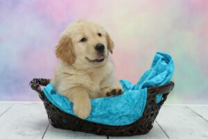 golden retrievers for sale