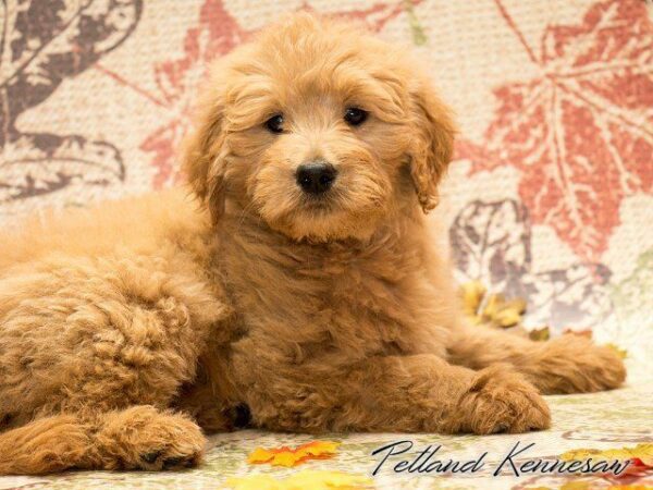 Goldendoodle DOG GOLDENDOODLEGOLDENDOODLE14JPG Petland Kennesaw, Georgia