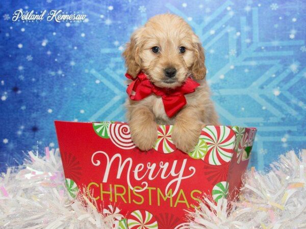 Goldendoodle DOG GOLDENDOODLEGOLDENDOODLE23JPG Petland Kennesaw, Georgia