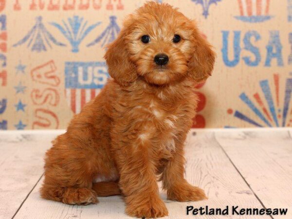 Goldendoodle DOG GOLDENDOODLEGOLDENDOODLE39JPG Petland Kennesaw, Georgia