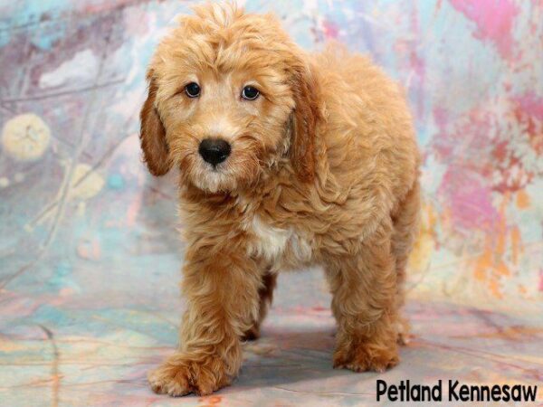 Goldendoodle DOG GOLDENDOODLEGOLDENDOODLE46JPG Petland Kennesaw, Georgia