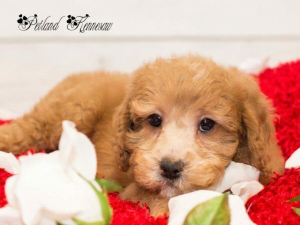 Goldendoodle DOG GOLDENDOODLEGOLDENDOODLE50JPG Petland Kennesaw, Georgia