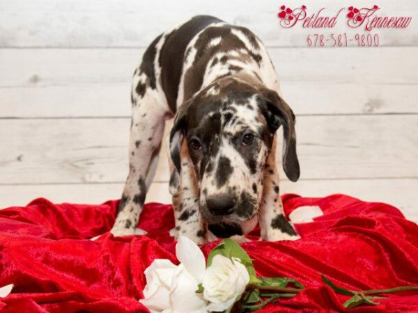 Great Dane-DOG---GREATDANEGREATDANE04JPG-Petland Kennesaw, Georgia