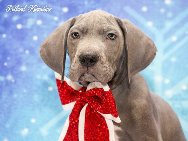 Great Dane-DOG---GREATDANEGREATDANE10JPG-Petland Kennesaw, Georgia